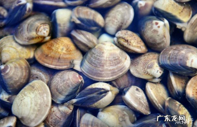 十种受欢迎的海鲜 人们经常吃的海鲜有什么