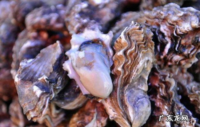 十种受欢迎的海鲜 人们经常吃的海鲜有什么