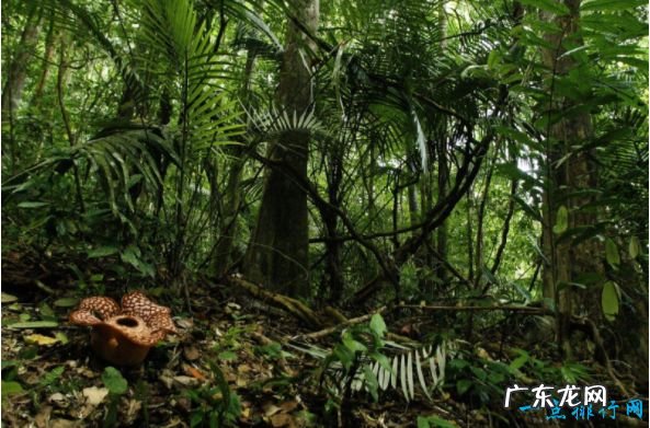 世界上最大的平原 560万平方公里的亚马孙平原