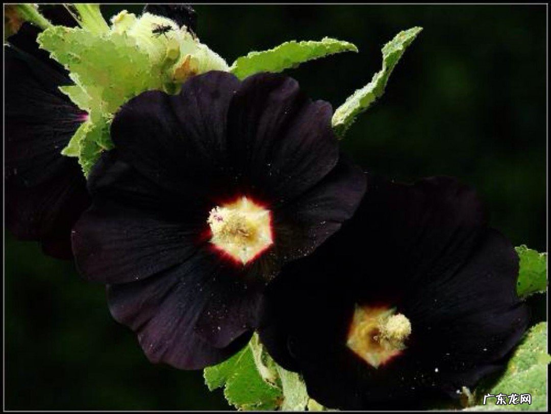 黑色曼陀罗的花语是什么