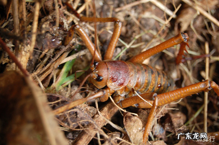 世界上最奇怪的10种昆虫 花螳螂被认为是最美丽的昆虫