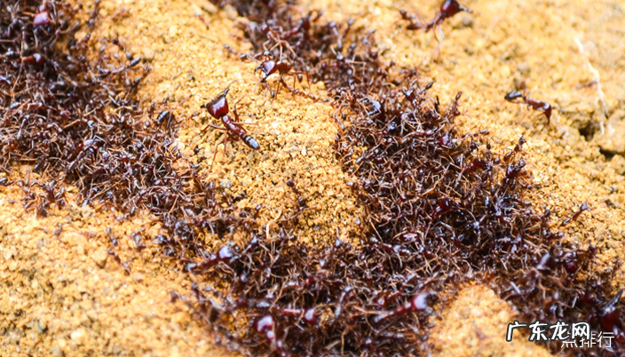 世界上最奇怪的10种昆虫 花螳螂被认为是最美丽的昆虫