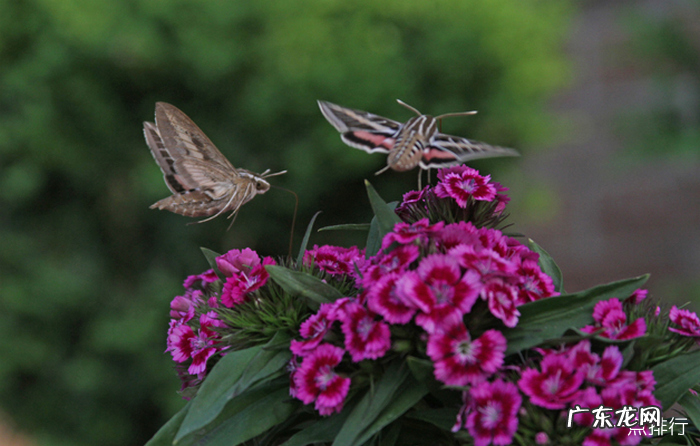 世界上最奇怪的10种昆虫 花螳螂被认为是最美丽的昆虫