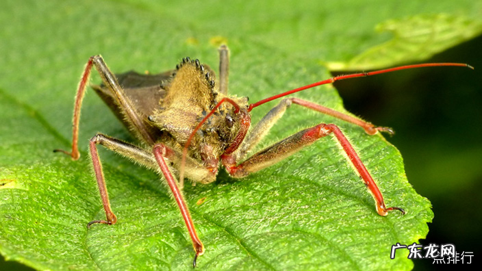 世界上最奇怪的10种昆虫 花螳螂被认为是最美丽的昆虫