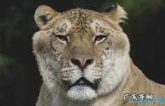 最大的猫科动物体重达到725公斤