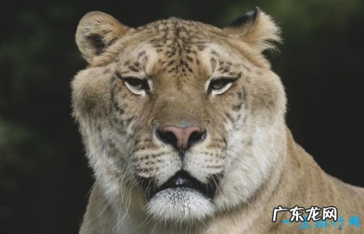 最大的猫科动物体重达到725公斤