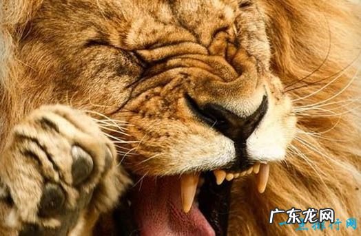 最大的猫科动物体重达到725公斤