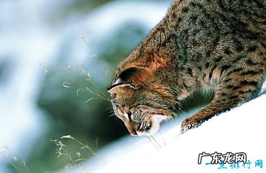 最大的猫科动物体重达到725公斤