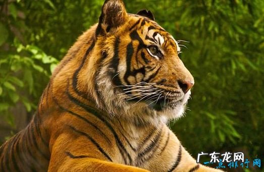 最大的猫科动物体重达到725公斤