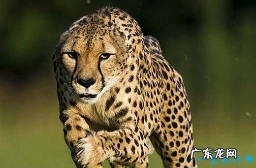 最大的猫科动物体重达到725公斤