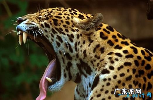 最大的猫科动物体重达到725公斤