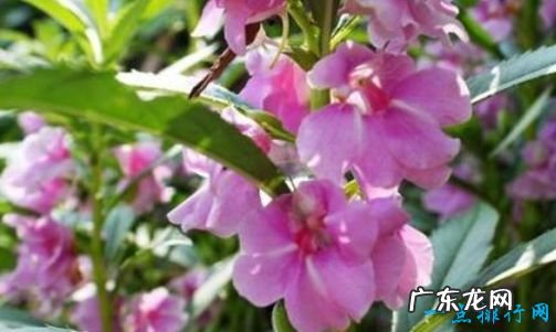 花期最长的花开花时间长容易养