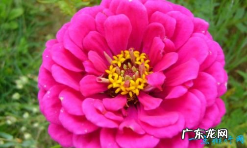 花期最长的花开花时间长容易养