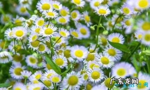 花期最长的花开花时间长容易养