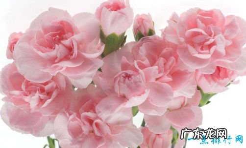 花期最长的花开花时间长容易养