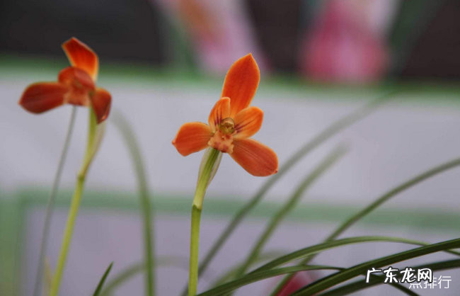 最珍贵的兰花品种排名 十大名贵兰花品种排行