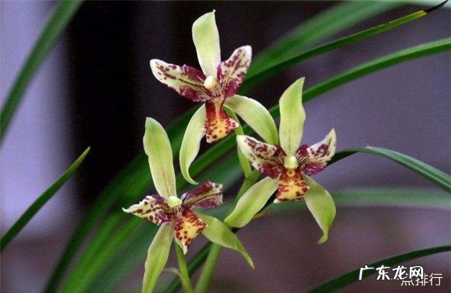 最珍贵的兰花品种排名 十大名贵兰花品种排行
