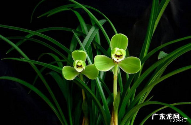 最珍贵的兰花品种排名 十大名贵兰花品种排行