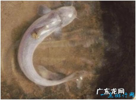 世界上最恐怖的鲶鱼，吸血鱼能够钻进人的尿道，吸取人体血液
