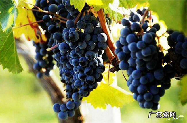 荆州十大特产 荆州特产有哪些可带走