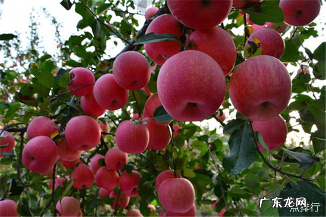 大连十大特产 大连特产适合送朋友的