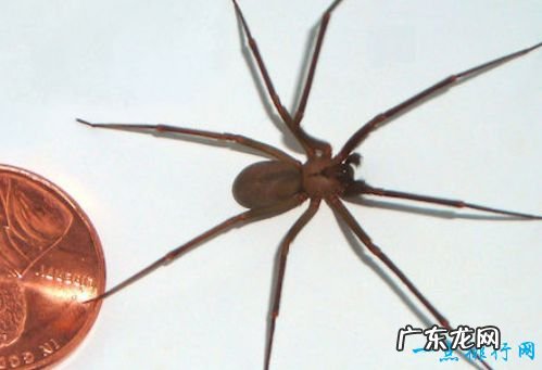 毒蜘蛛排名 黑寡妇蜘蛛毒性最强