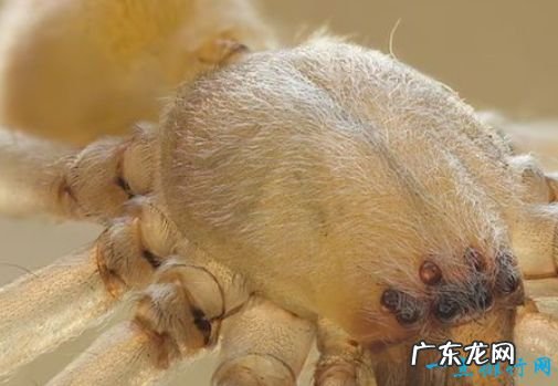 毒蜘蛛排名 黑寡妇蜘蛛毒性最强