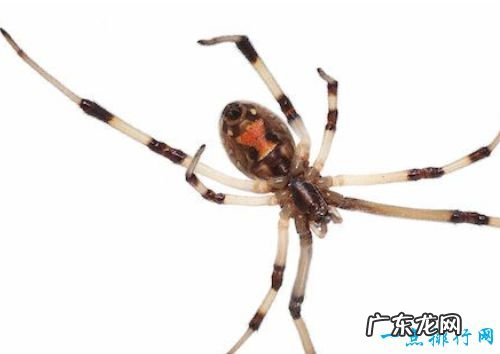 毒蜘蛛排名 黑寡妇蜘蛛毒性最强