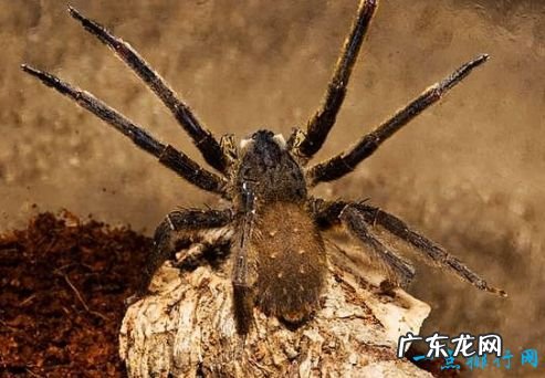 毒蜘蛛排名 黑寡妇蜘蛛毒性最强