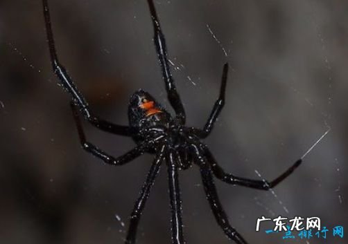 毒蜘蛛排名 黑寡妇蜘蛛毒性最强