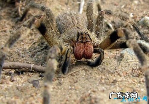毒蜘蛛排名 黑寡妇蜘蛛毒性最强