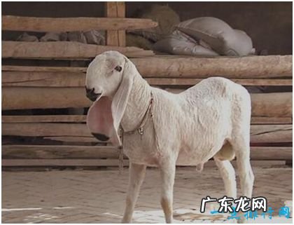 世界上最贵的羊,刀郎羊市场价高达1400万元