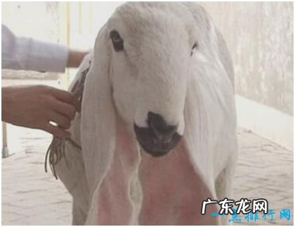 世界上最贵的羊,刀郎羊市场价高达1400万元