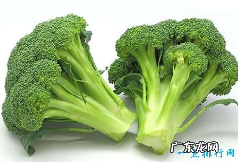 低脂肪 十大富含蛋白质的食物植物蛋白食物