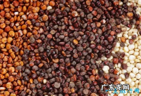 低脂肪 十大富含蛋白质的食物植物蛋白食物