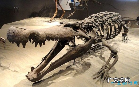 史前十大海洋霸主 巨齿鲨被称为“地球史上最强悍的生物”