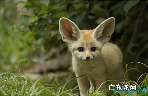 世界十大最小动物 胖婴鱼体长仅7毫米!