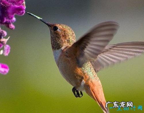 世界十大最小动物 胖婴鱼体长仅7毫米!