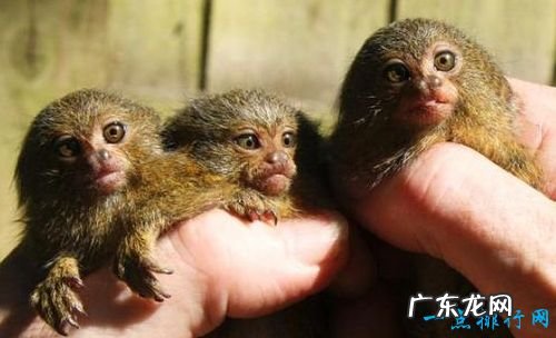 世界十大最小动物 胖婴鱼体长仅7毫米!