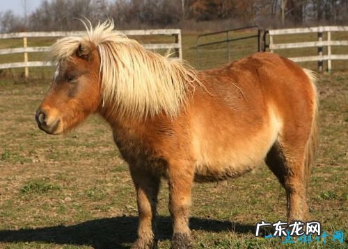 世界十大最小动物 胖婴鱼体长仅7毫米!