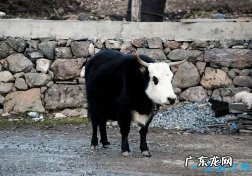 世界十大最小动物 胖婴鱼体长仅7毫米!