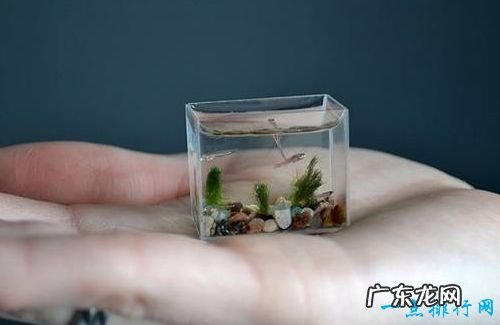 世界十大最小动物 胖婴鱼体长仅7毫米!