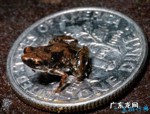 世界十大最小动物 胖婴鱼体长仅7毫米!