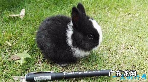 世界十大最小动物 胖婴鱼体长仅7毫米!