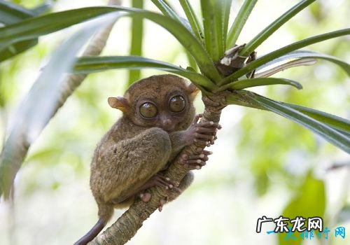 世界十大最小动物 胖婴鱼体长仅7毫米!