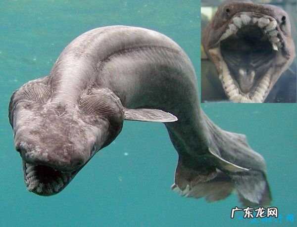 世界上最恐怖的动物TOP10 让人毛骨悚然的动物