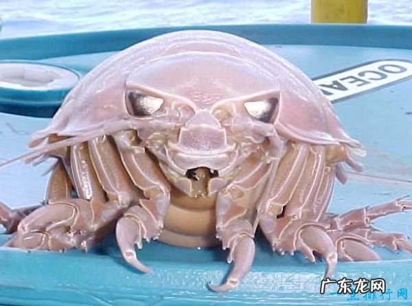 世界上最恐怖的动物TOP10 让人毛骨悚然的动物