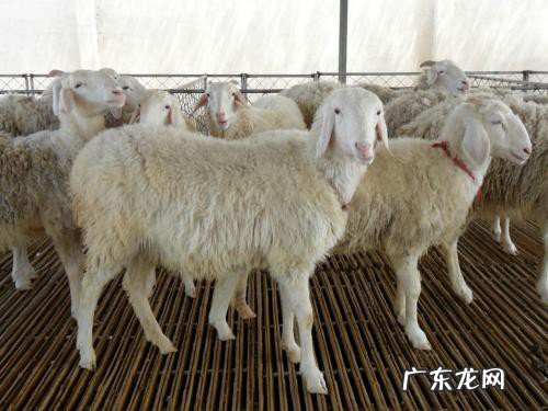 03年年是什么年