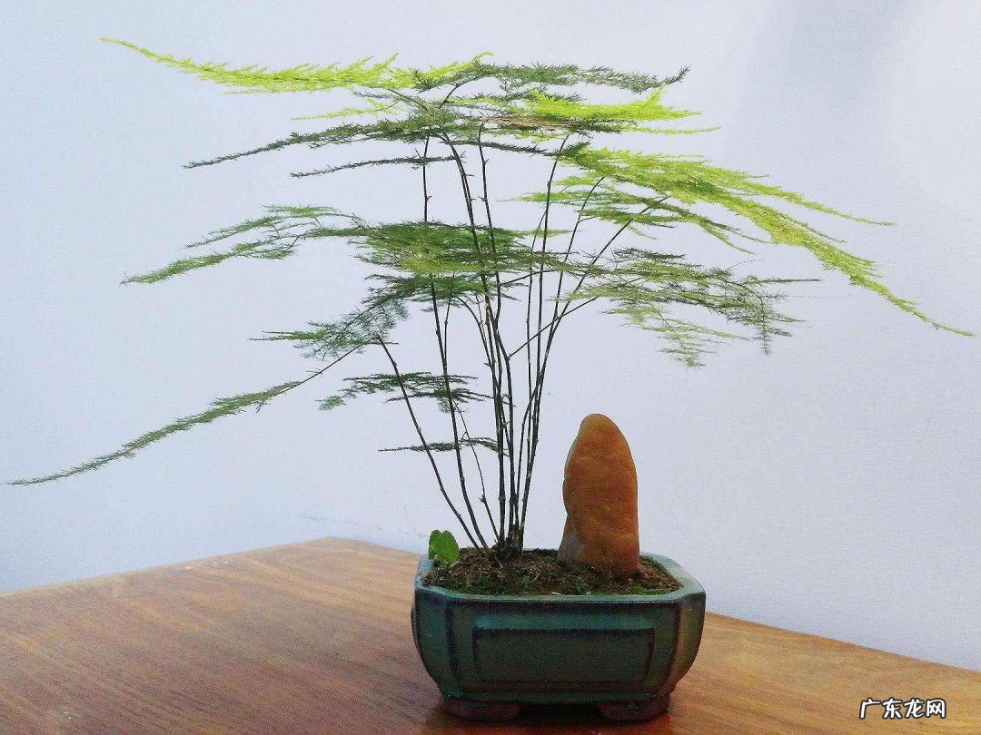 云竹怎么养才粗壮