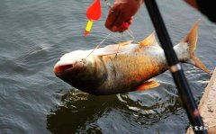 钓草鱼怎么挂鱼饵